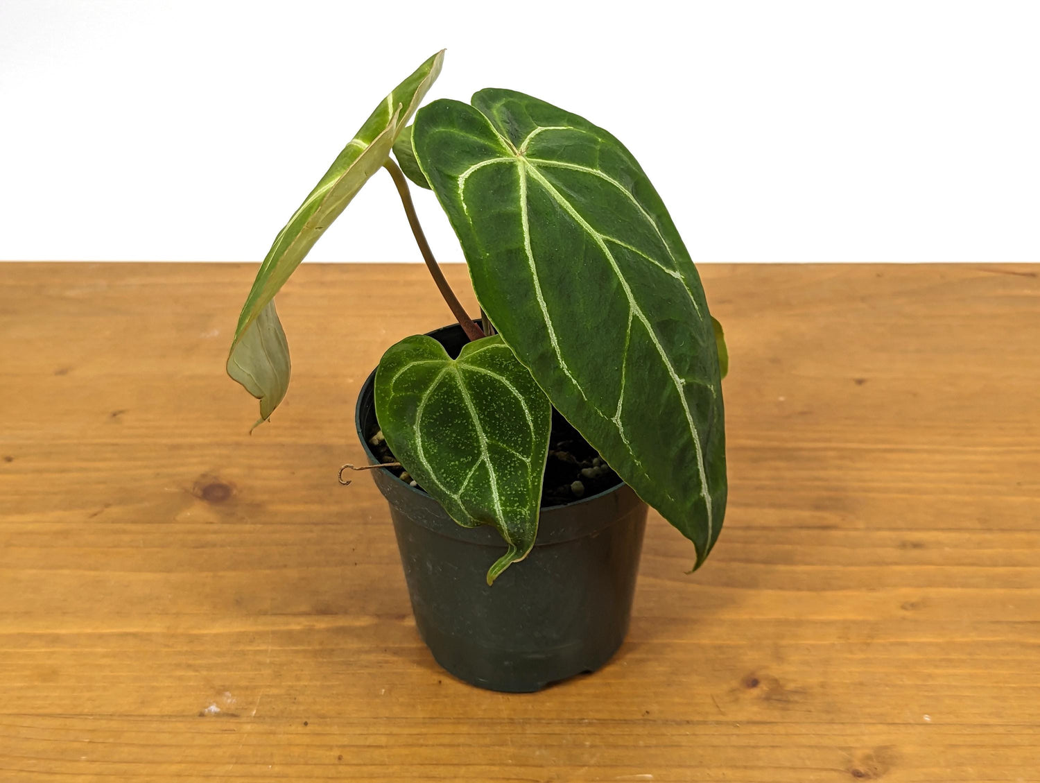 Anthurium Crystallinum - Rooted Acclimated Houseplant in 4 inch pot