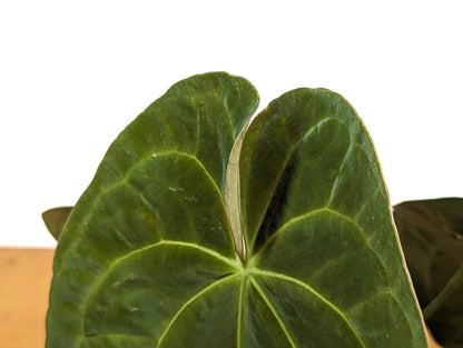 Anthurium Crystallinum x Papillilaminum &