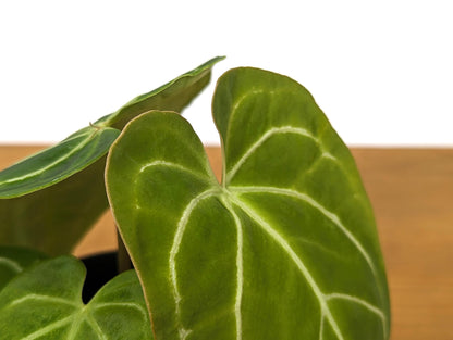 Anthurium Crystallinum - Rooted Acclimated Houseplant in 4 inch pot