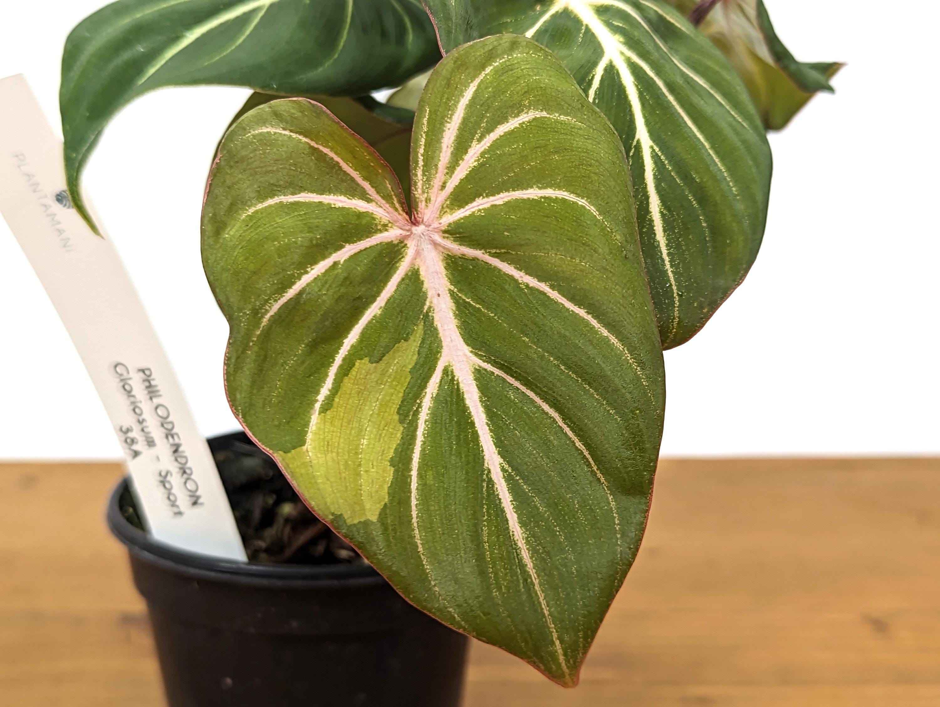 Philodendron Gloriosum Sport Variegated - 4 Inch Pot Exact Plant 