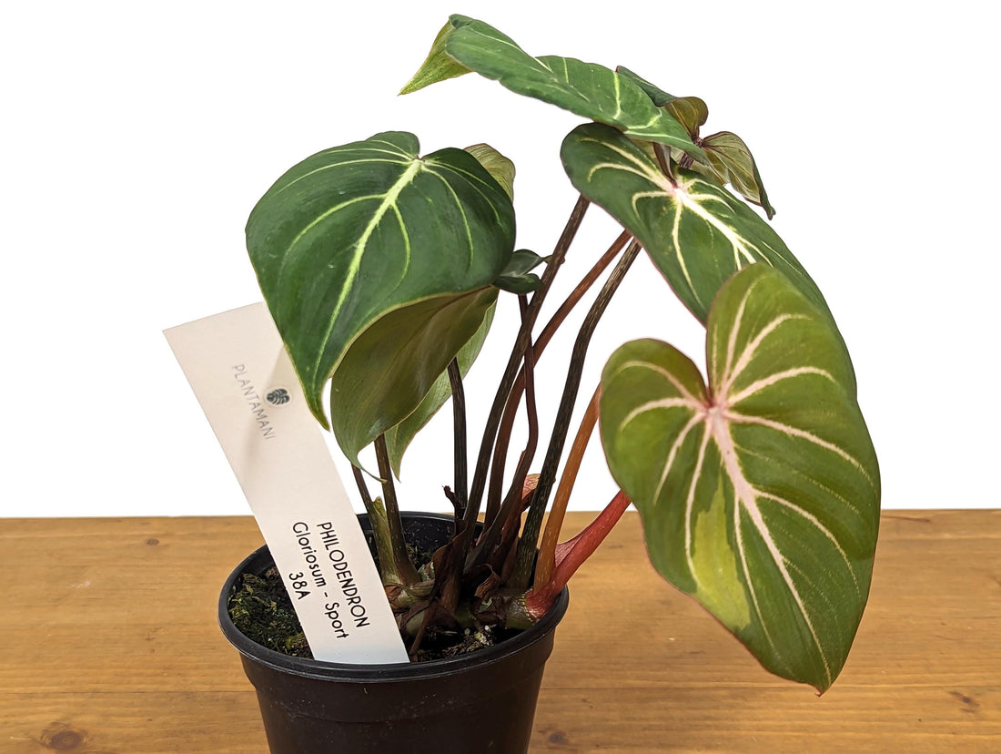 Philodendron Gloriosum Sport Variegated - 4 Inch Pot Exact Plant 