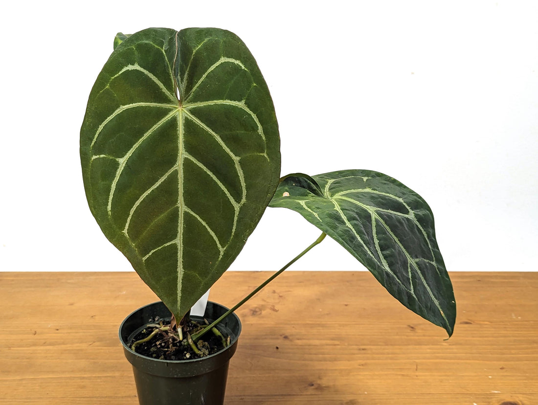 Anthurium Magnificum x Forgetii (Magnificum Silver) - in 4 inch pot Live Houseplant