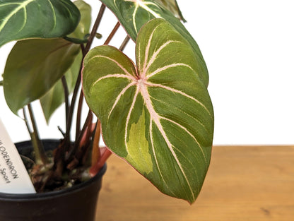 Philodendron Gloriosum Sport Variegated - 4 Inch Pot Exact Plant 