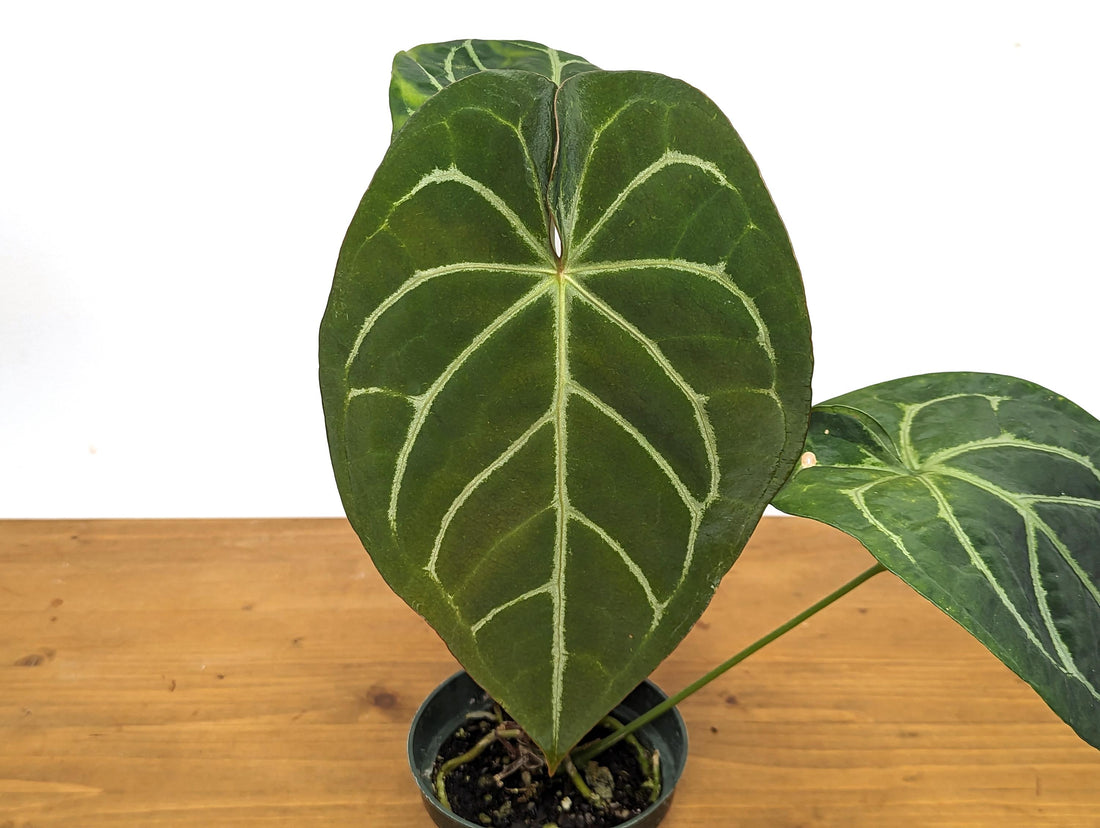 Anthurium Magnificum x Forgetii (Magnificum Silver) - in 4 inch pot Live Houseplant