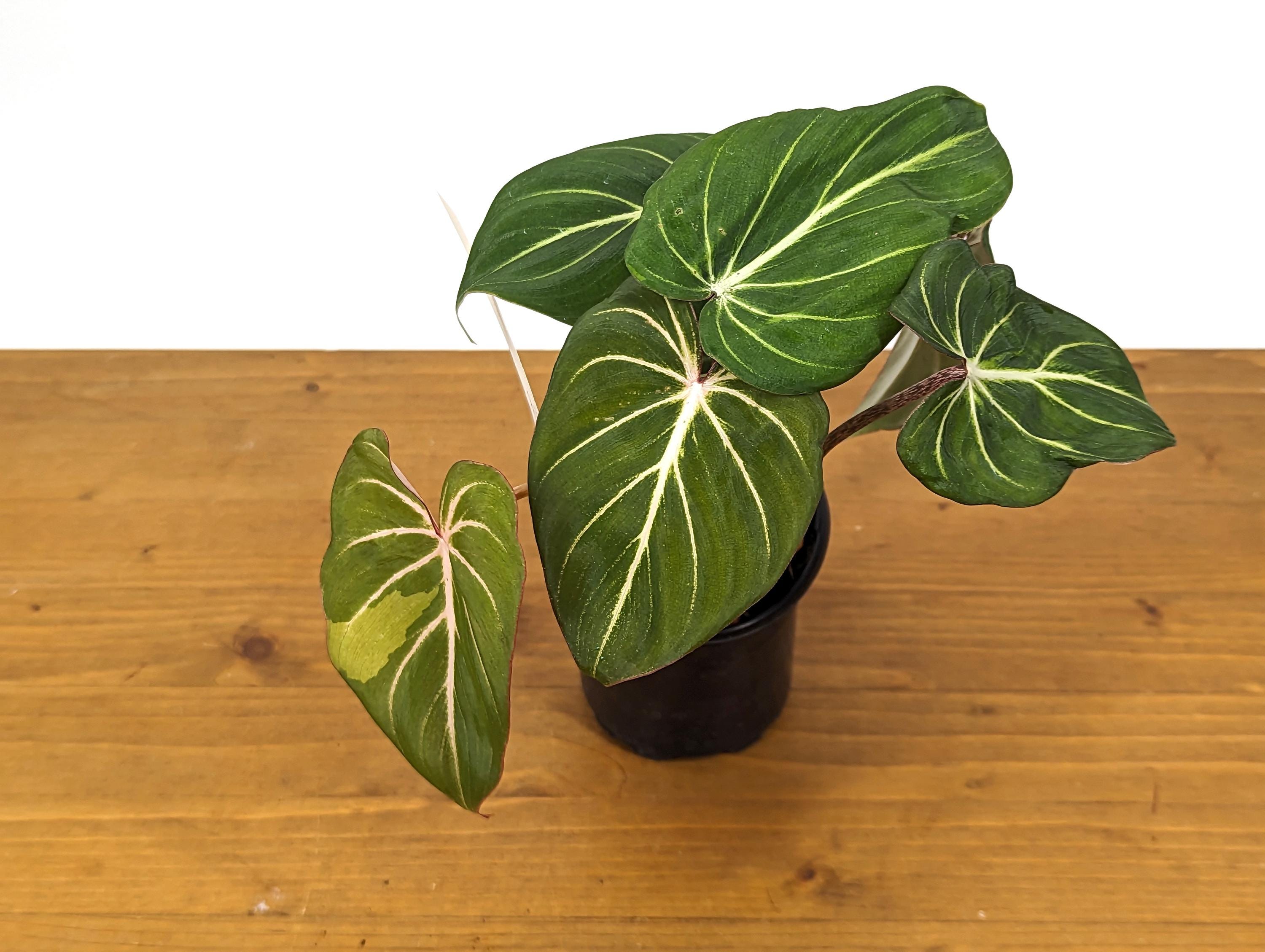 Philodendron Gloriosum Sport Variegated - 4 Inch Pot Exact Plant 