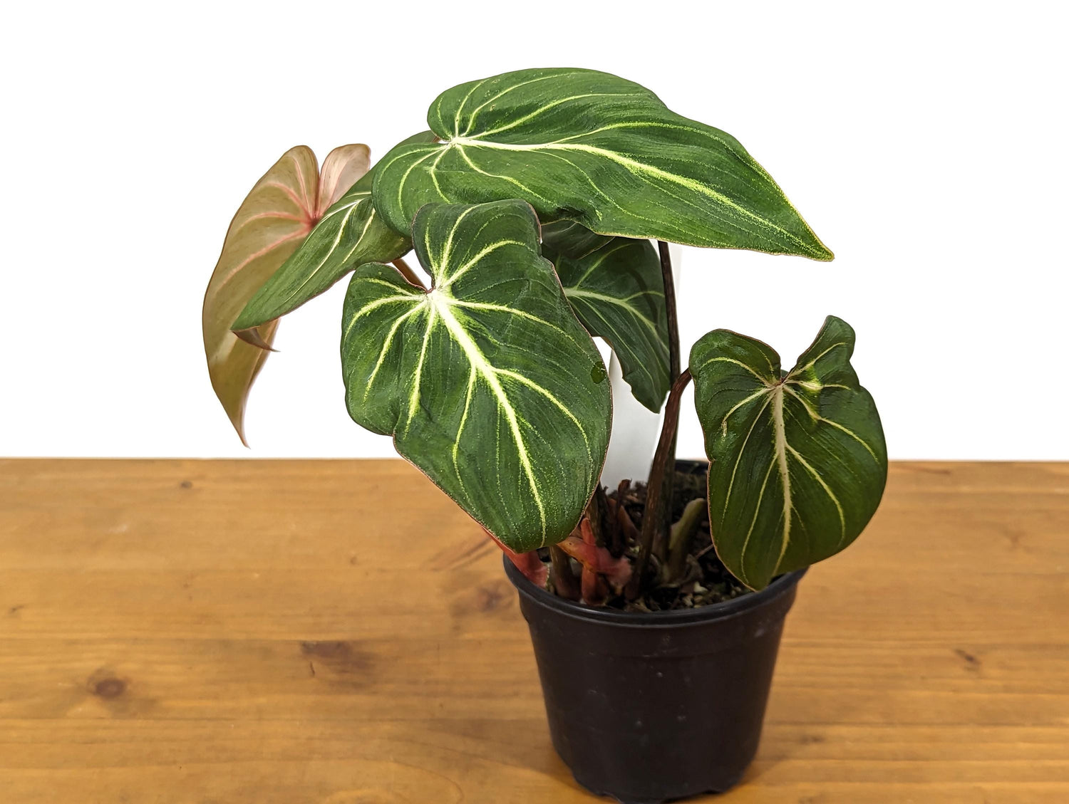 Philodendron Gloriosum Sport Variegated - 4 Inch Pot Exact Plant 