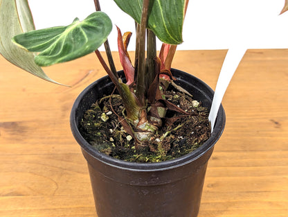 Philodendron Gloriosum Sport Variegated - 4 Inch Pot Exact Plant 