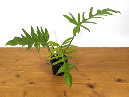 Exact Philodendron Florida Beauty x Tortum - One of a Kind - Plant ID 