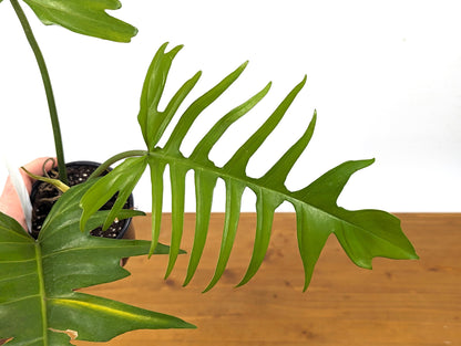 Exact Philodendron Florida Beauty x Tortum - One of a Kind - Plant ID 