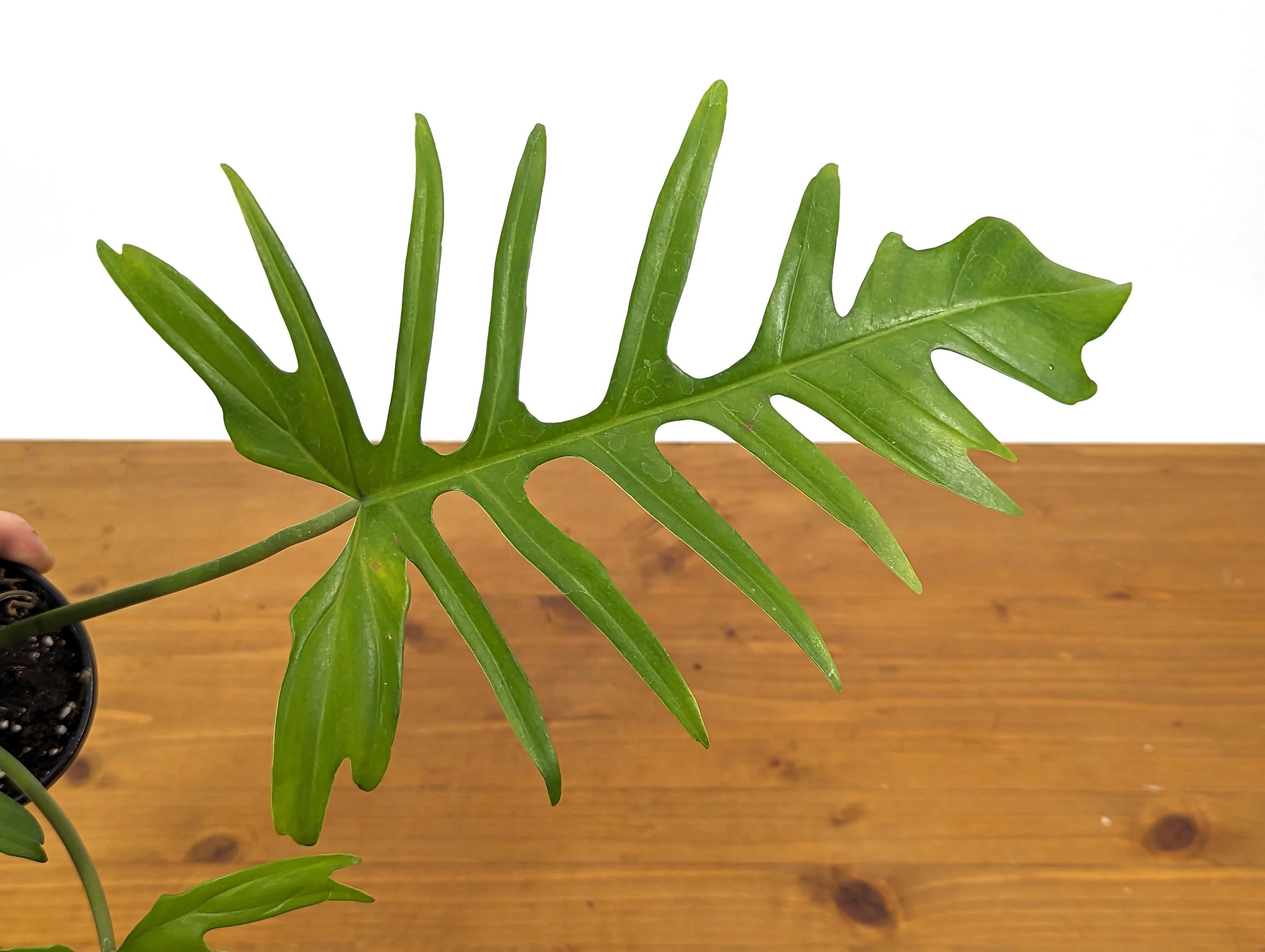 Exact Philodendron Florida Beauty x Tortum - One of a Kind - Plant ID 