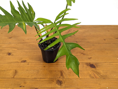 Exact Philodendron Florida Beauty x Tortum - One of a Kind - Plant ID 