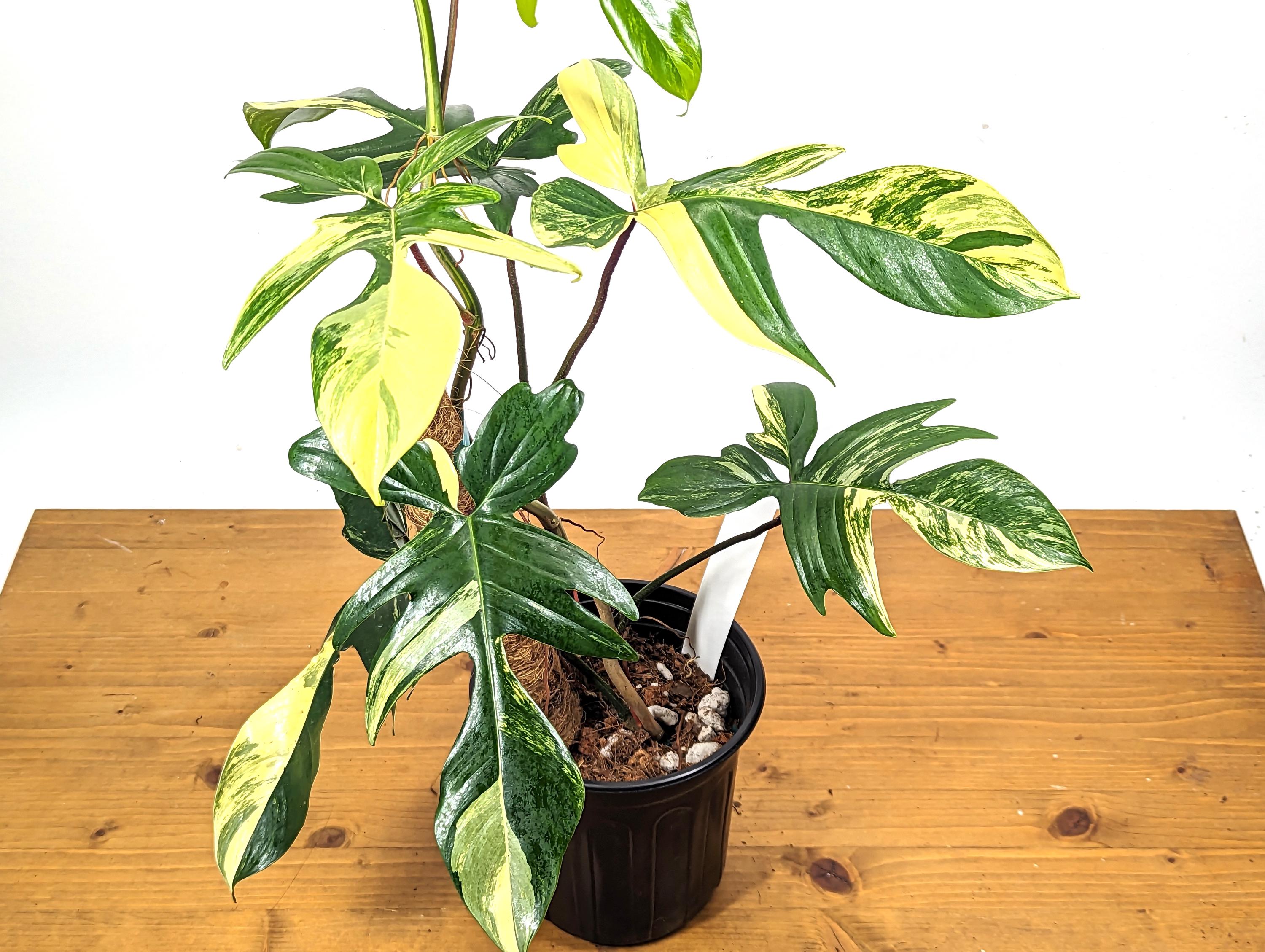 Philodendron Florida Beauty 1 Gallon Pot - 8+ Leaves - Exact Plant With 12&quot; Coco Pole - 