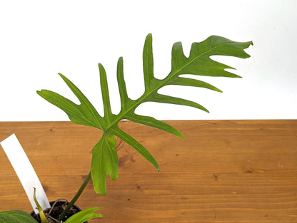 Exact Philodendron Florida Beauty x Tortum - One of a Kind - Plant ID 