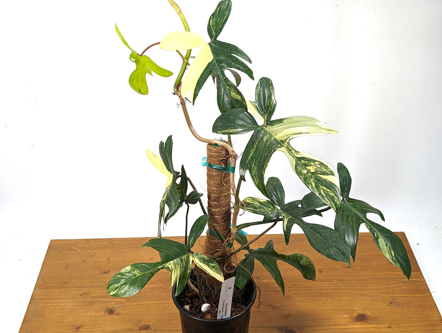 Philodendron Florida Beauty Mother Plant - 10+ Leaves - Exact Plant in 6 Inch Pot With 12&quot; Coco Pole - 