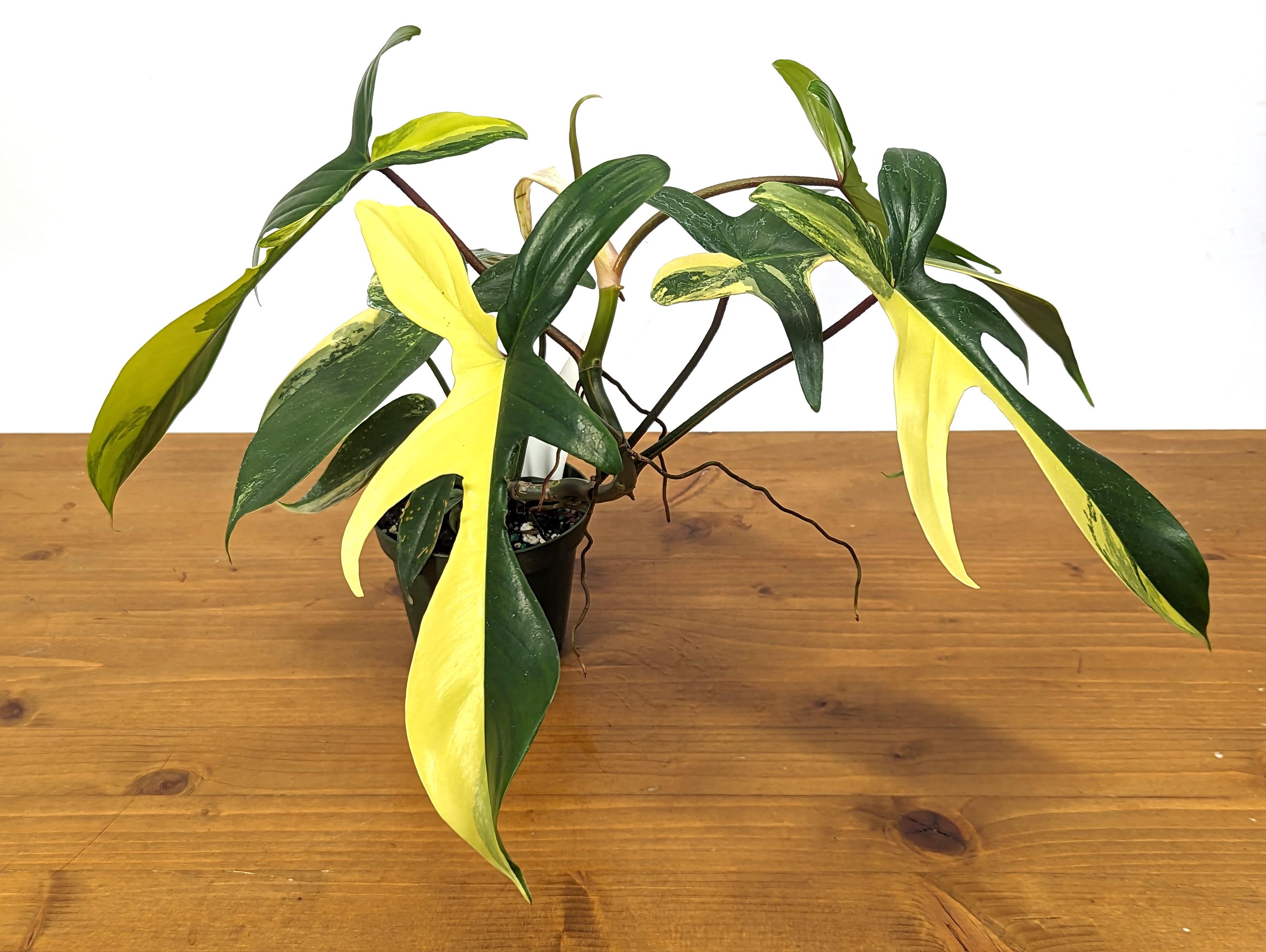 Philodendron Florida Beauty Half Moon Exact Plant in 4 Inch Pot - 