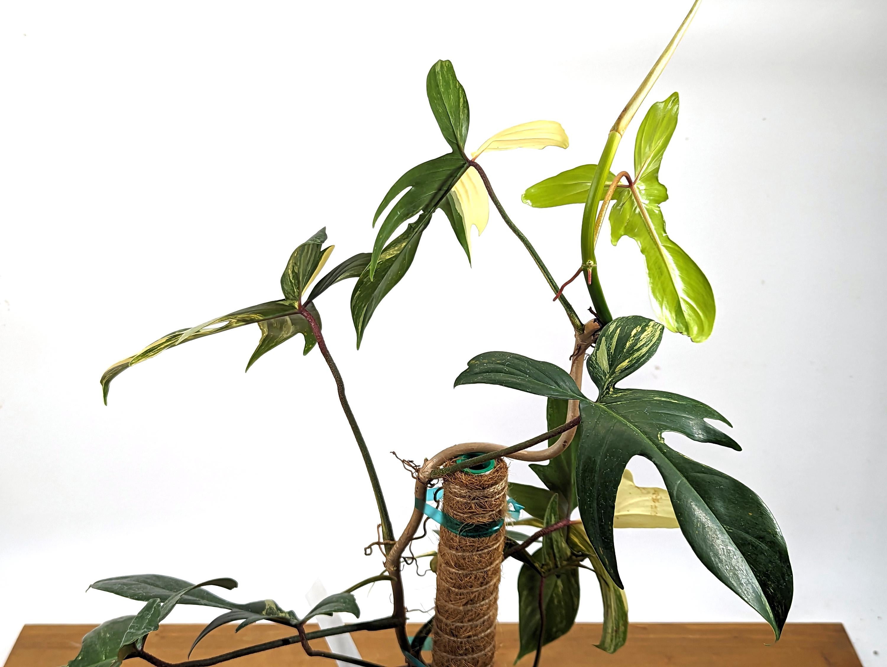 Philodendron Florida Beauty Mother Plant - 10+ Leaves - Exact Plant in 6 Inch Pot With 12&quot; Coco Pole - 