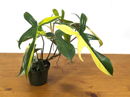 Philodendron Florida Beauty Half Moon Exact Plant in 4 Inch Pot - 