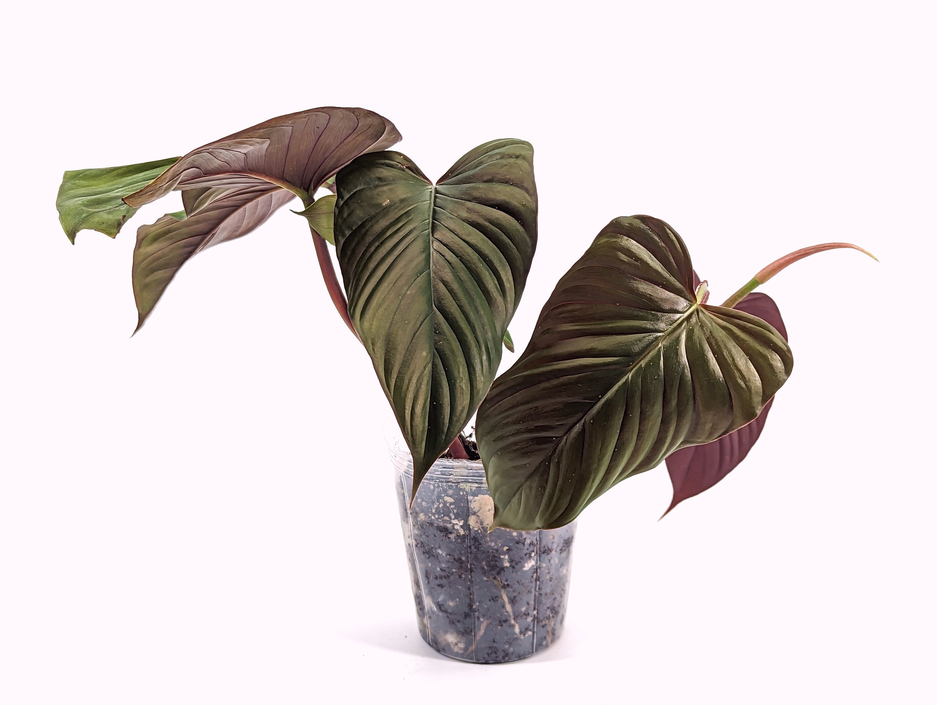 Philodendron Red Ernestii Live Tropical Houseplant- 4 Inch Pot - Vining Plant Likes to Climb - Easy to Propagate