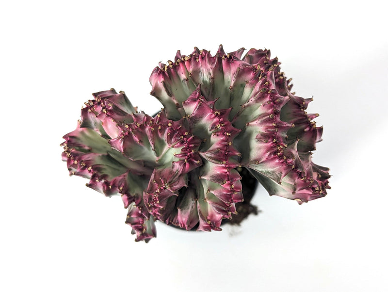 Pink Mermaid Tail Cactus