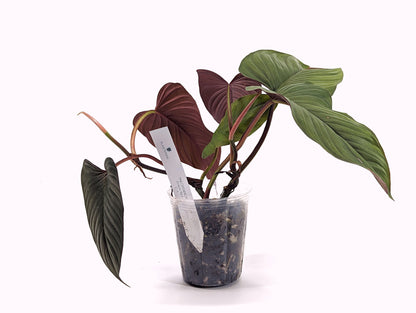 Philodendron Red Ernestii Live Tropical Houseplant- 4 Inch Pot - Vining Plant Likes to Climb - Easy to Propagate