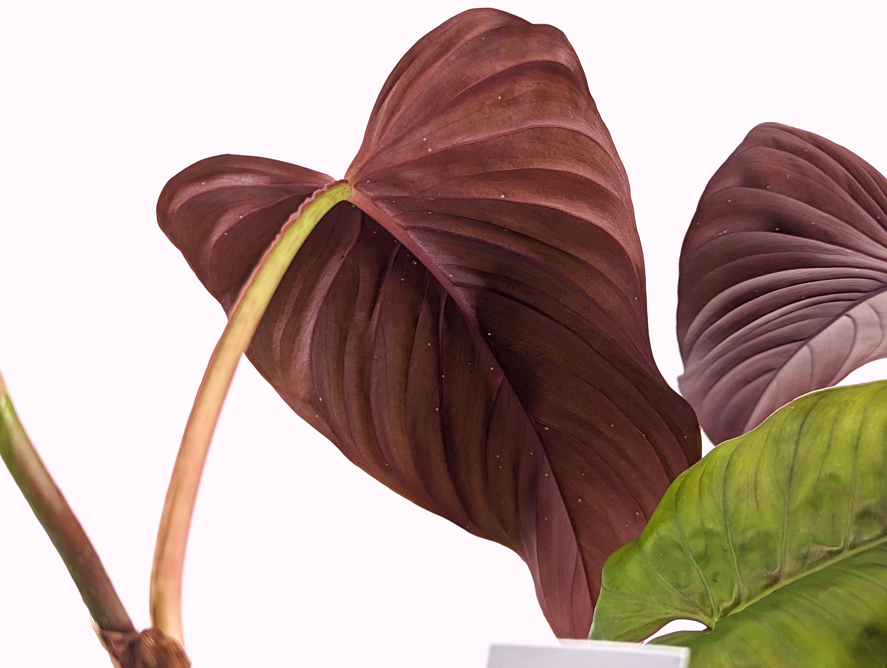 Philodendron Red Ernestii Live Tropical Houseplant- 4 Inch Pot - Vining Plant Likes to Climb - Easy to Propagate