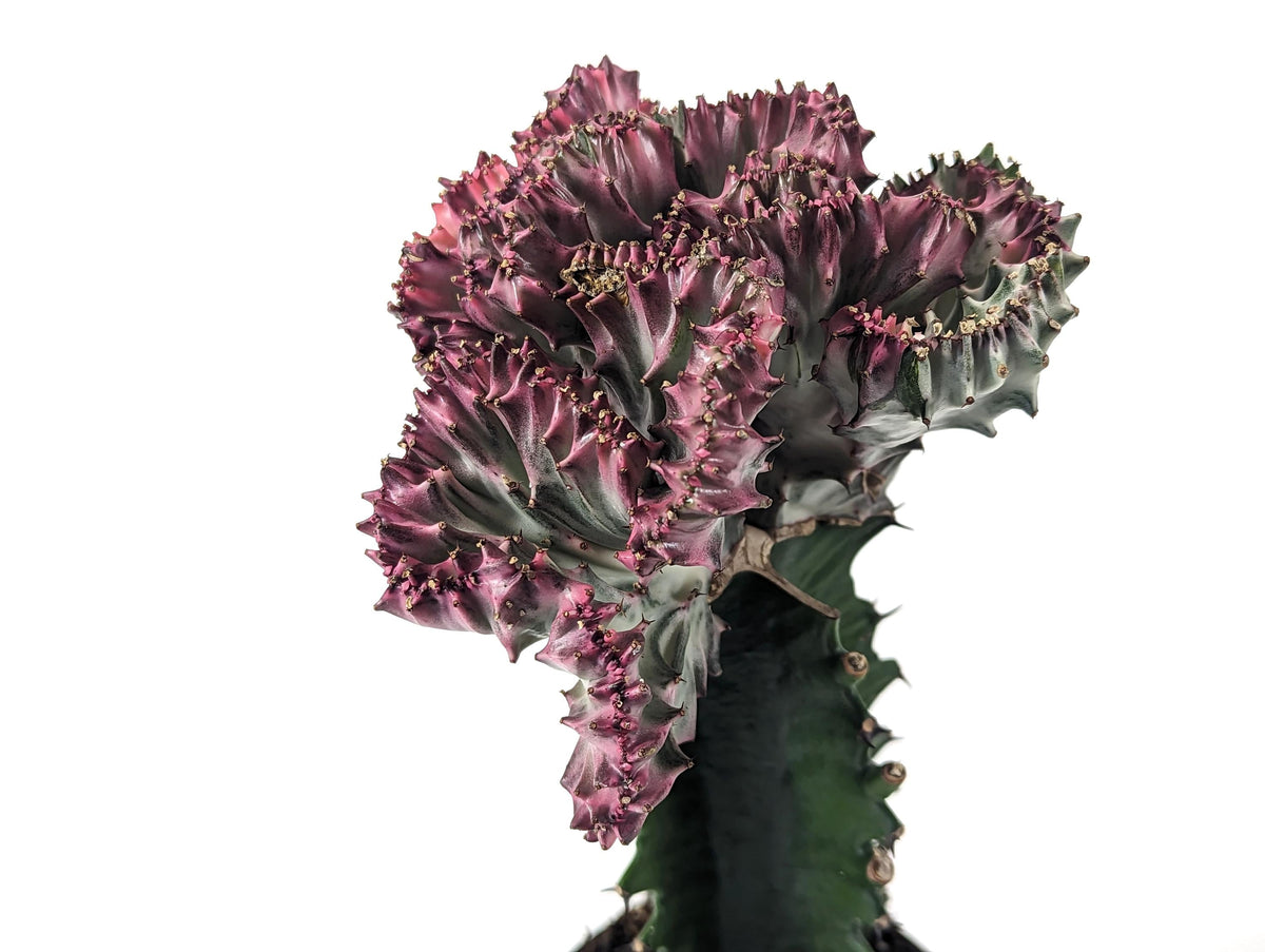 Pink Mermaid Tail Cactus