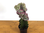 Pink Mermaid Tail Cactus