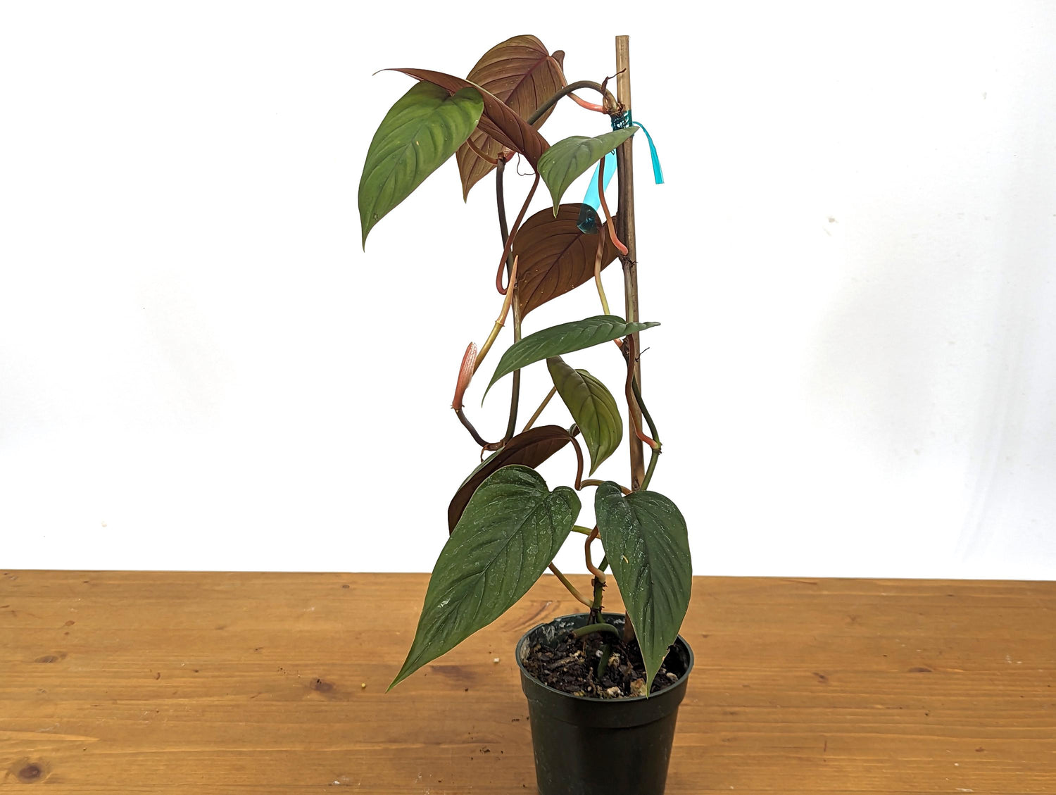 Philodendron Red Ernestii Live Tropical Houseplant- 4 Inch Pot - Vining Plant Likes to Climb - Easy to Propagate