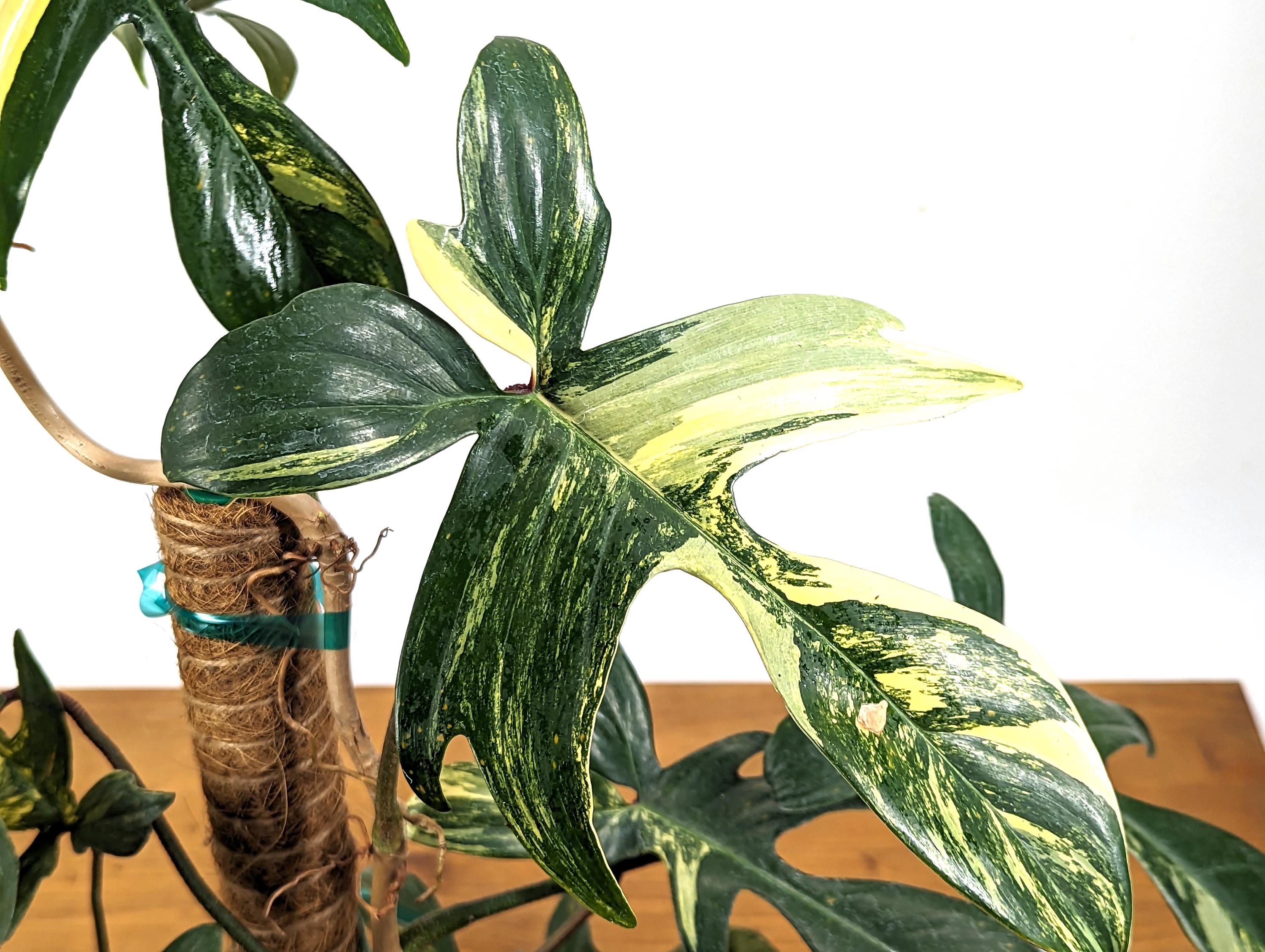 Philodendron Florida Beauty Mother Plant - 10+ Leaves - Exact Plant in 6 Inch Pot With 12&quot; Coco Pole - 