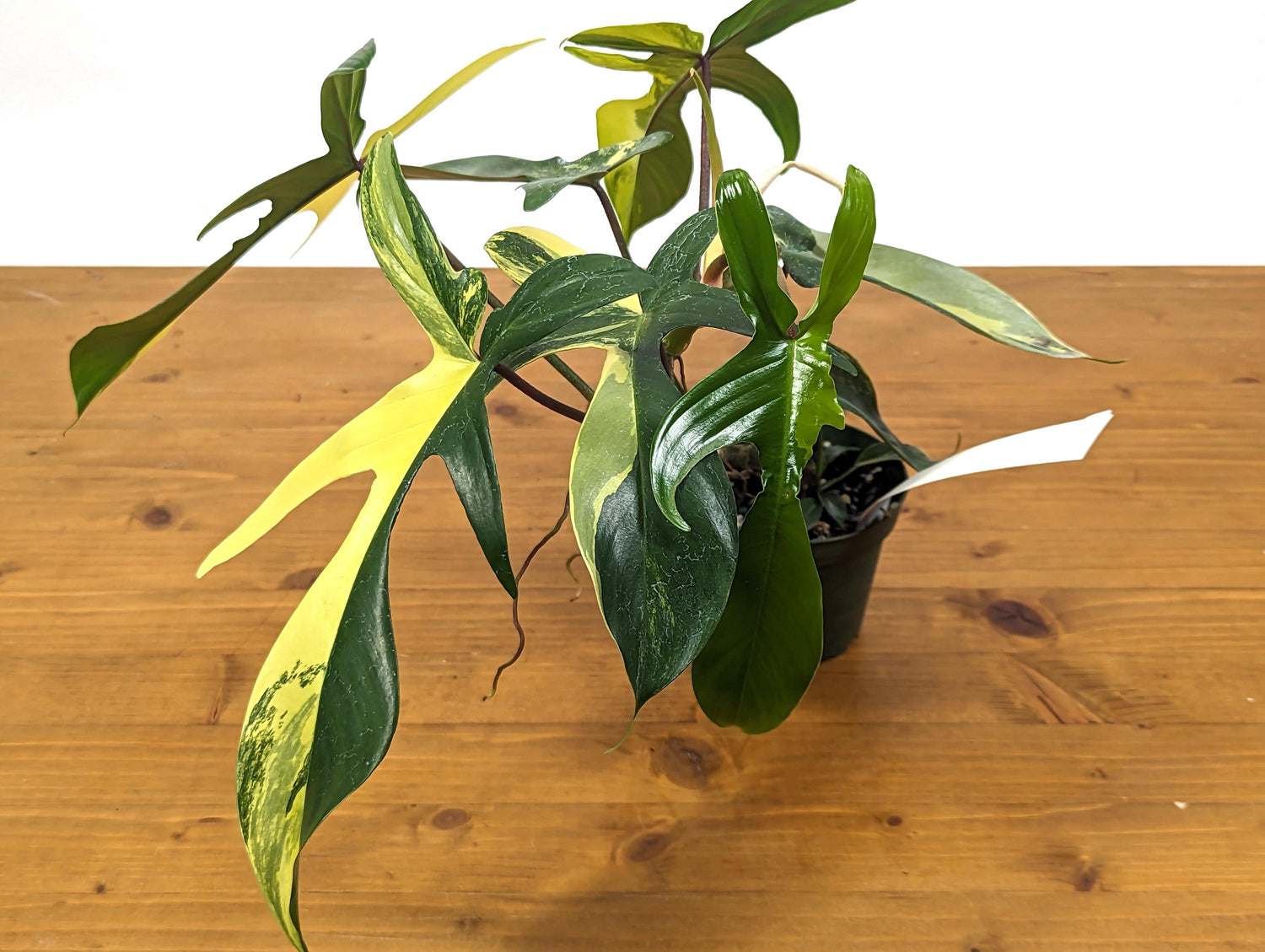 Philodendron Florida Beauty Half Moon Exact Plant in 4 Inch Pot - 