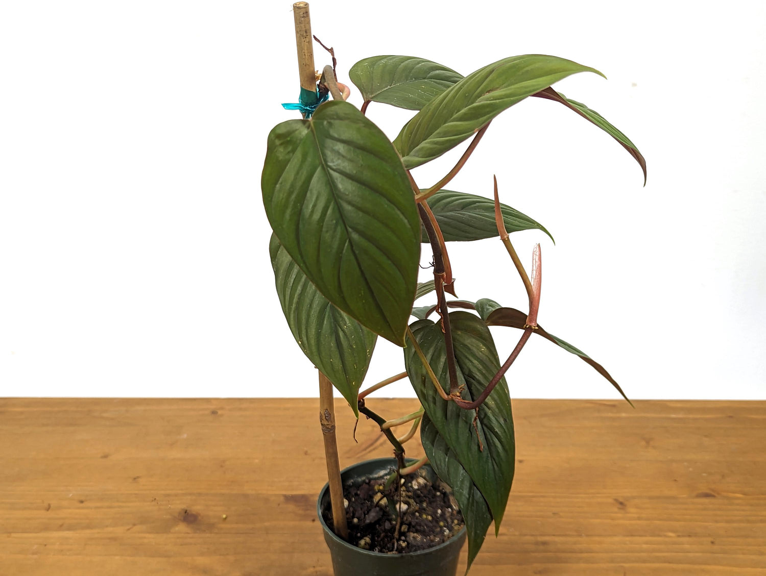 Philodendron Red Ernestii Live Tropical Houseplant- 4 Inch Pot - Vining Plant Likes to Climb - Easy to Propagate