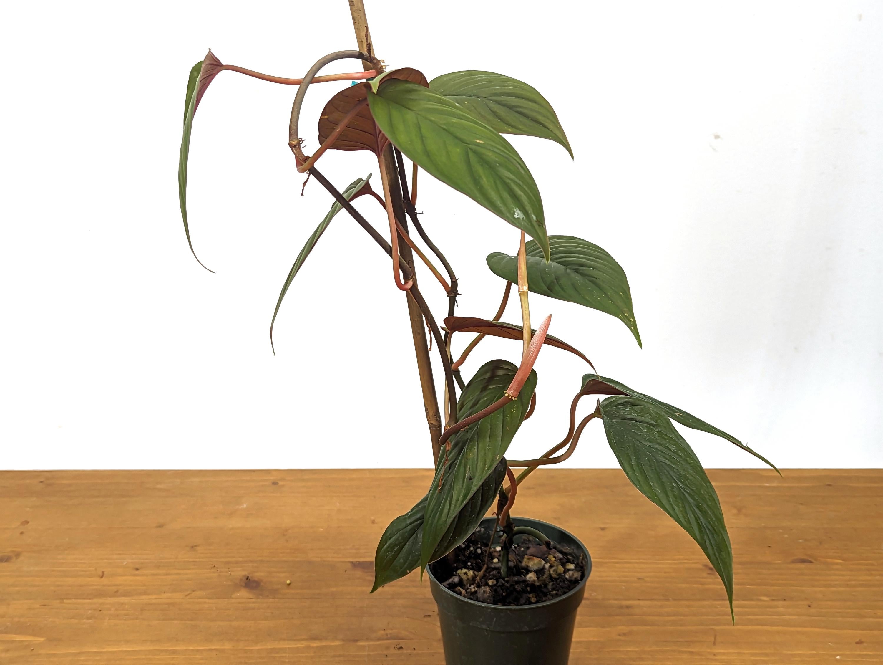 Philodendron Red Ernestii Live Tropical Houseplant- 4 Inch Pot - Vining Plant Likes to Climb - Easy to Propagate