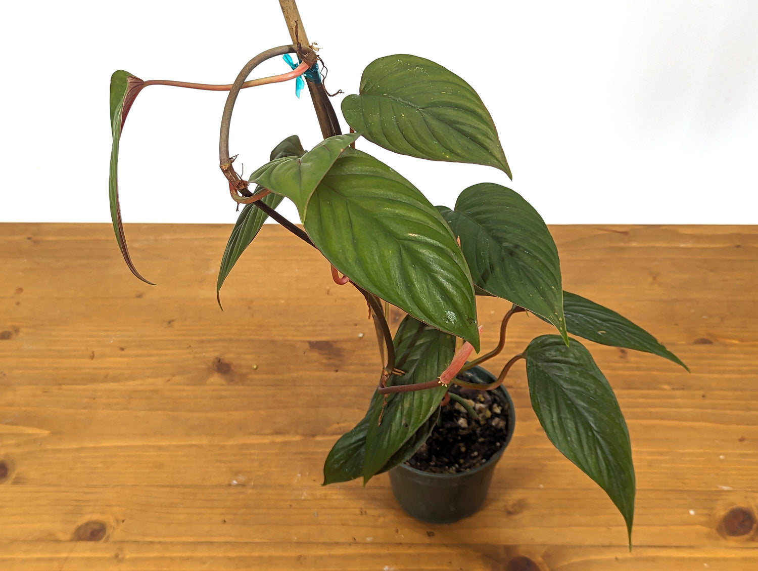 Philodendron Red Ernestii Live Tropical Houseplant- 4 Inch Pot - Vining Plant Likes to Climb - Easy to Propagate