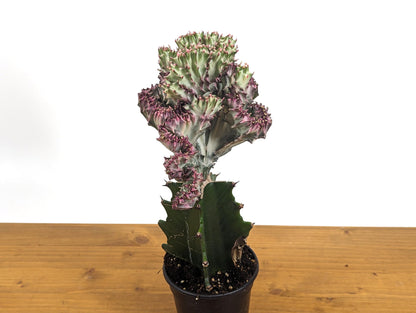 Pink Mermaid Tail Cactus Crested Cristata Euphorbia Lactea Alba Coral Cactus in 4 inch pot