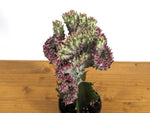 Pink Mermaid Tail Cactus