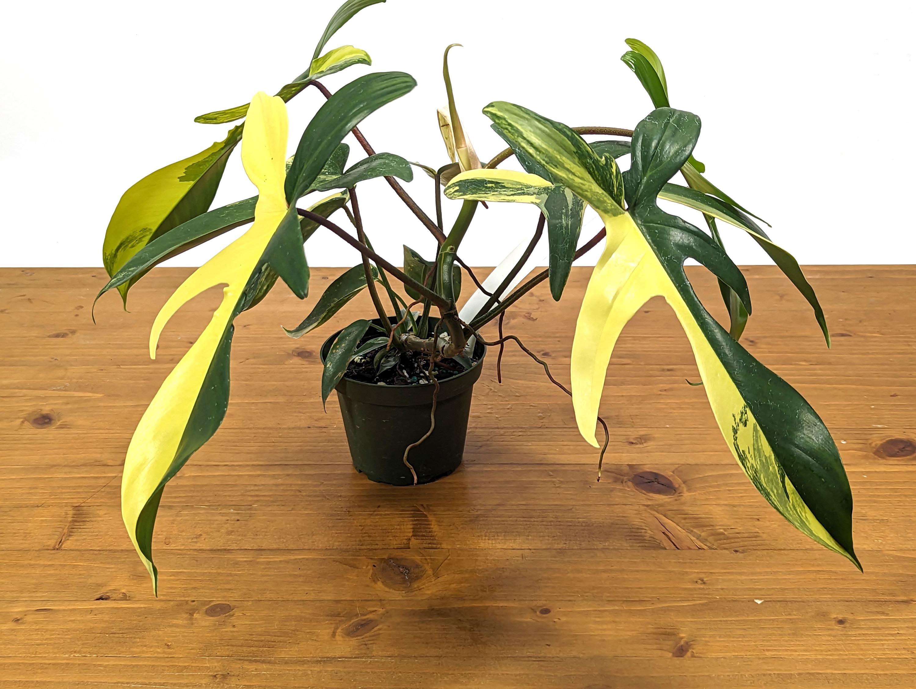 Philodendron Florida Beauty Half Moon Exact Plant in 4 Inch Pot - 