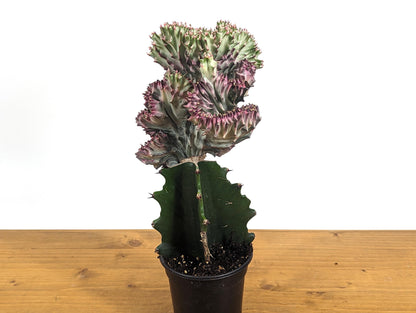 Pink Mermaid Tail Cactus Crested Cristata Euphorbia Lactea Alba Coral Cactus in 4 inch pot