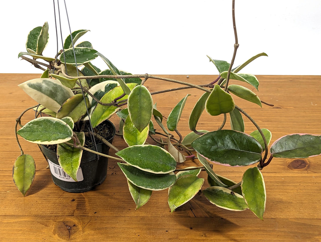 Hoya Albomarginata - Very LONG Vine - Live Flowering Aroid Plant Exact Plant Pictured over 1ft long vines