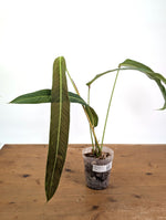 Philodendron Heterocraspedon