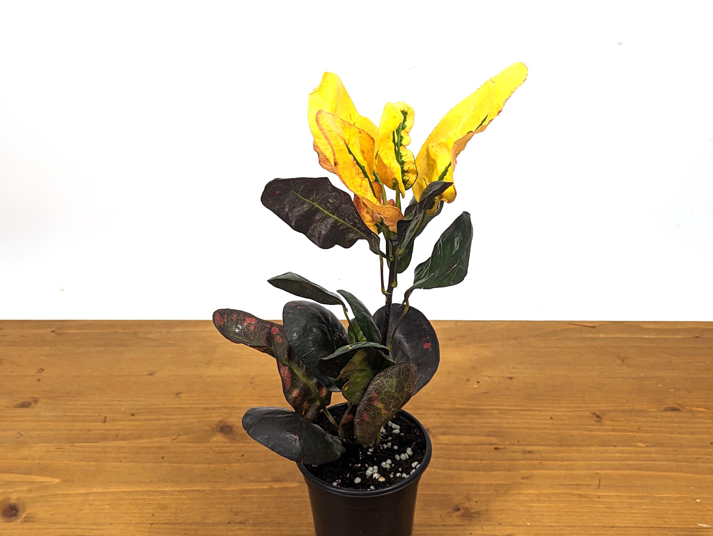 Croton Tang Hoo Bright Yellow, Red, and Black Live Plant in 4 Inch Pot