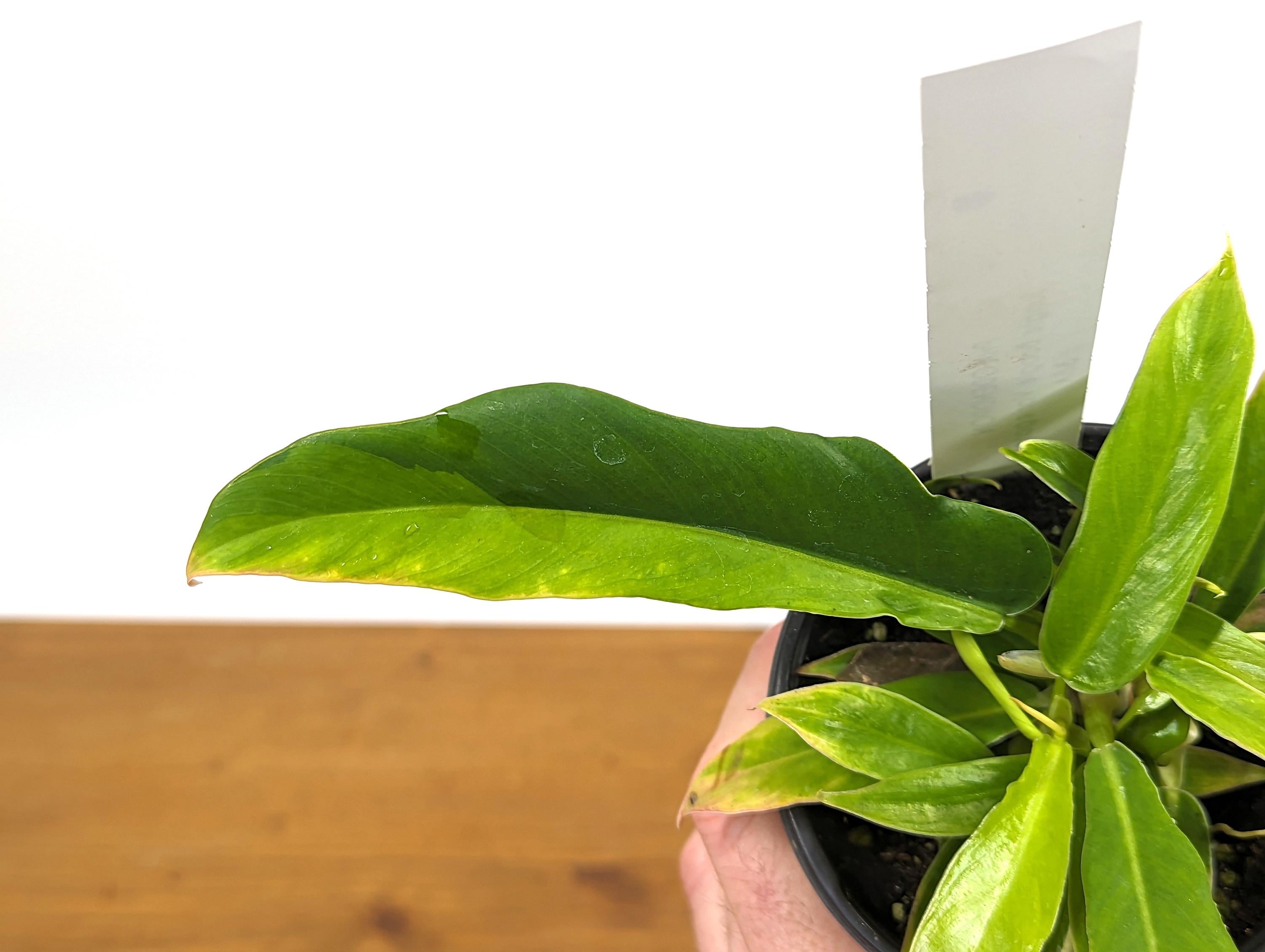 Variegated Philodendron Narrow Escape Jungle Boogie