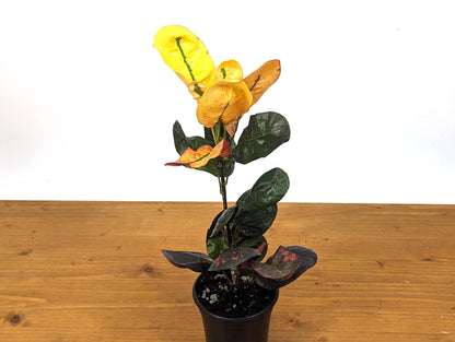 Croton Tang Hoo Bright Yellow, Red, and Black Live Plant in 4 Inch Pot