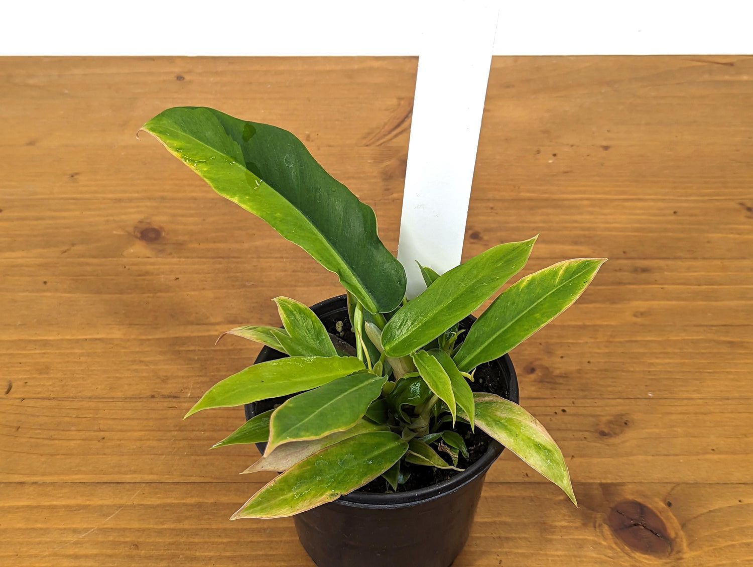 Variegated Philodendron Narrow Escape Jungle Boogie