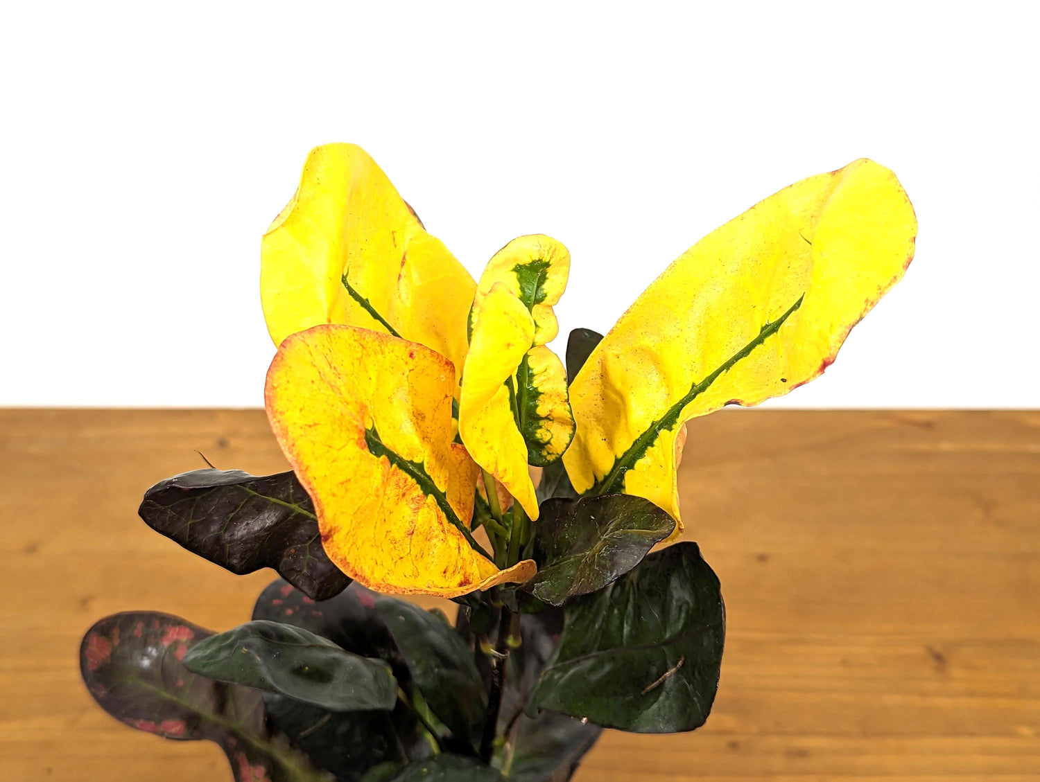 Croton Tang Hoo Bright Yellow, Red, and Black Live Plant in 4 Inch Pot