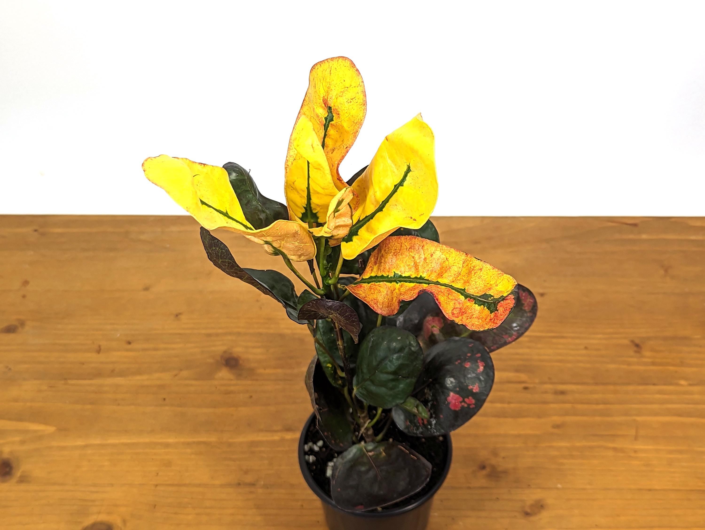 Croton Tang Hoo Bright Yellow, Red, and Black Live Plant in 4 Inch Pot