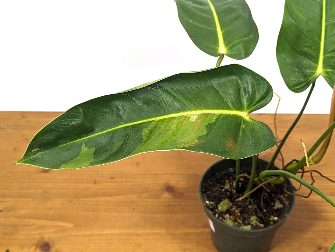 Variegated Philodendron Esmeraldense Narrow in 4 inch pot - Sport Variegated Plant