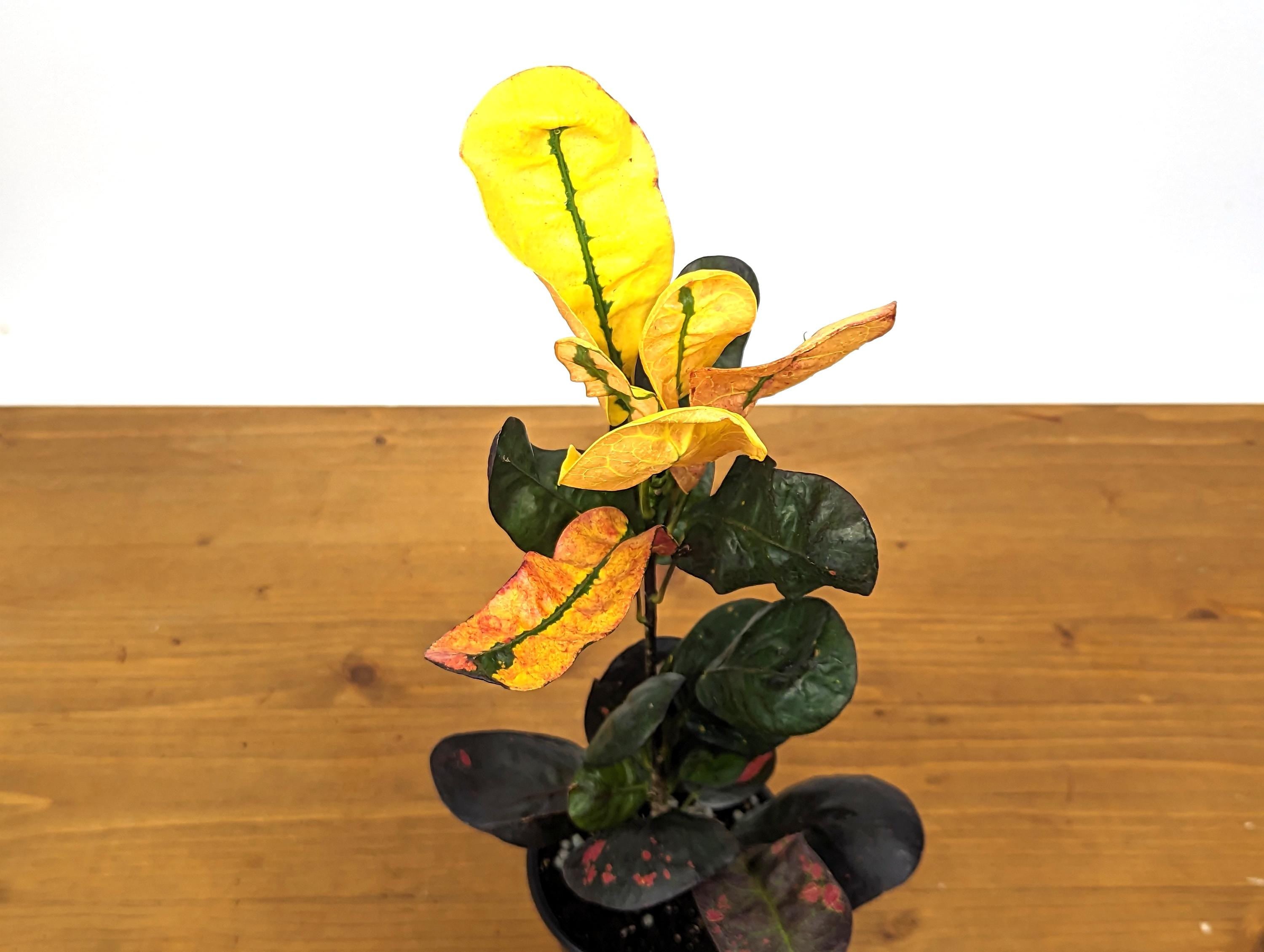 Croton Tang Hoo Bright Yellow, Red, and Black Live Plant in 4 Inch Pot