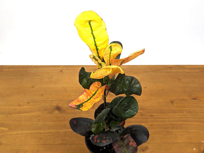 Croton Tang Hoo Bright Yellow, Red, and Black Live Plant in 4 Inch Pot