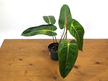 Variegated Philodendron Esmeraldense Narrow in 4 inch pot - Sport Variegated Plant