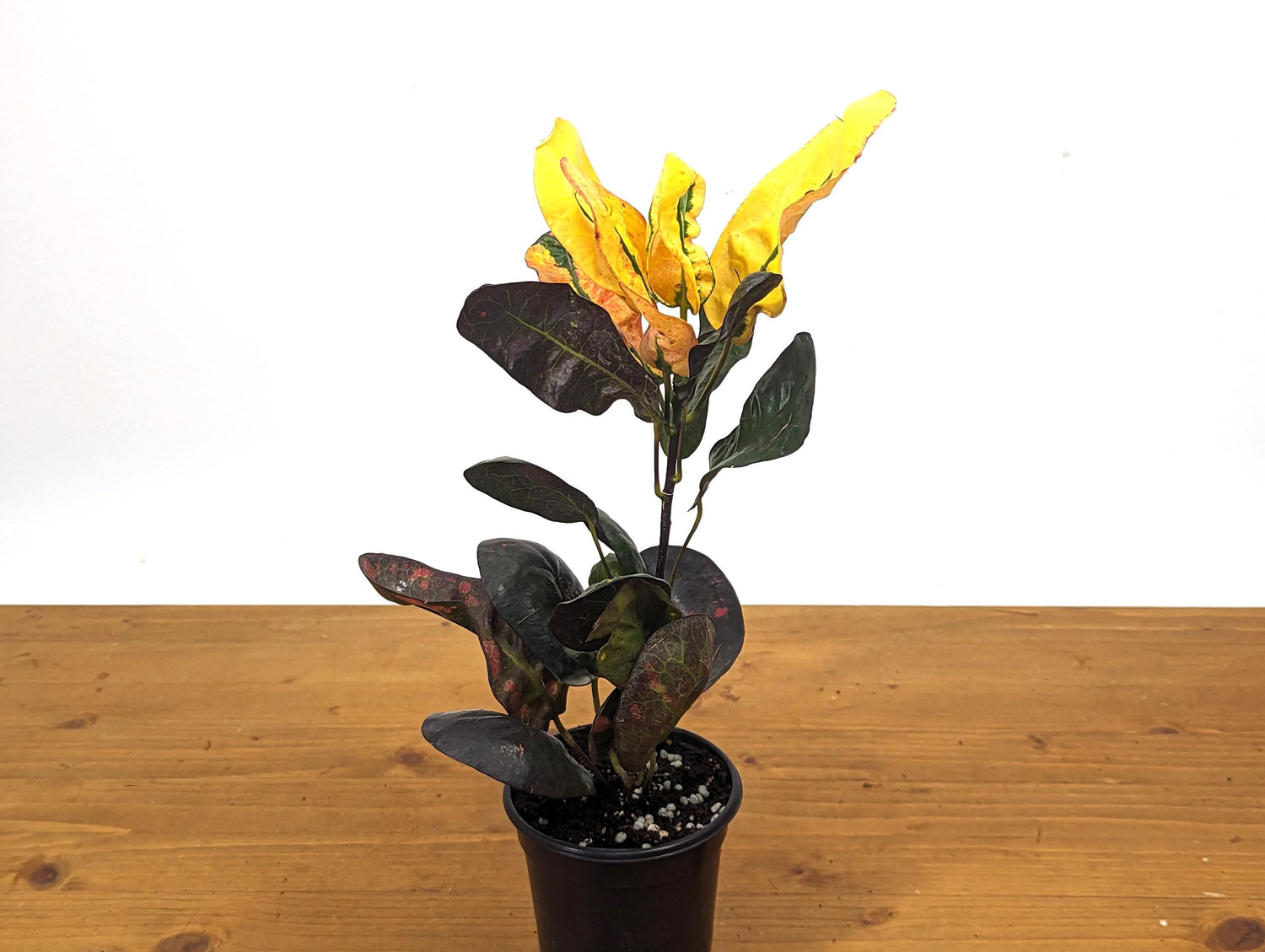 Croton Tang Hoo Bright Yellow, Red, and Black Live Plant in 4 Inch Pot